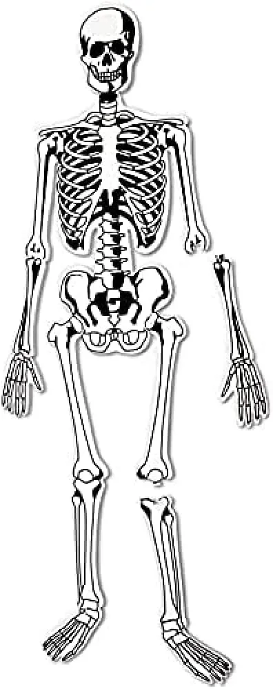 Learning Resources Skeleton Floor Puzzle, Homeschool Accessory, Anatomy Puzzle, Floor Puzzle, 15 Pieces, Ages 3 , Multi-color