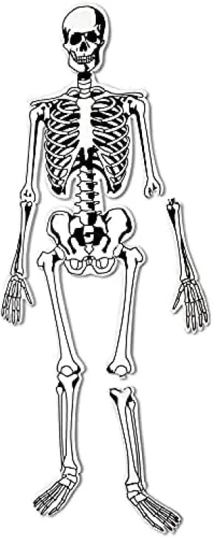 Learning Resources Skeleton Floor Puzzle, Homeschool Accessory, Anatomy Puzzle, Floor Puzzle, 15 Pieces, Ages 3 , Multi-color