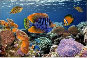 Puzzles for Adults 1000 Pieces Coral Reef Soft Hard Corals Colorful Coral Pictures Wooden Jigsaw Puzzles Challenging Fun Educational Family Games Kid Toys Art Work Gift Home Decor